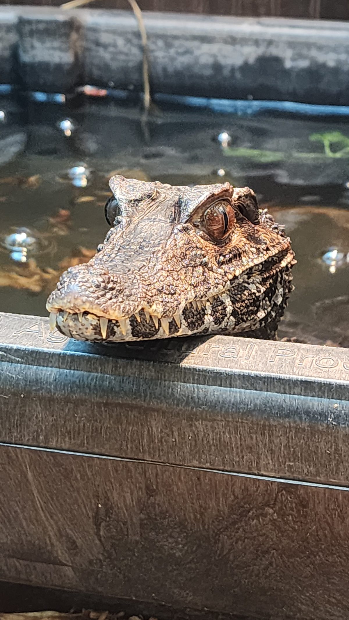 An alligator's head and eyes just above dark water
