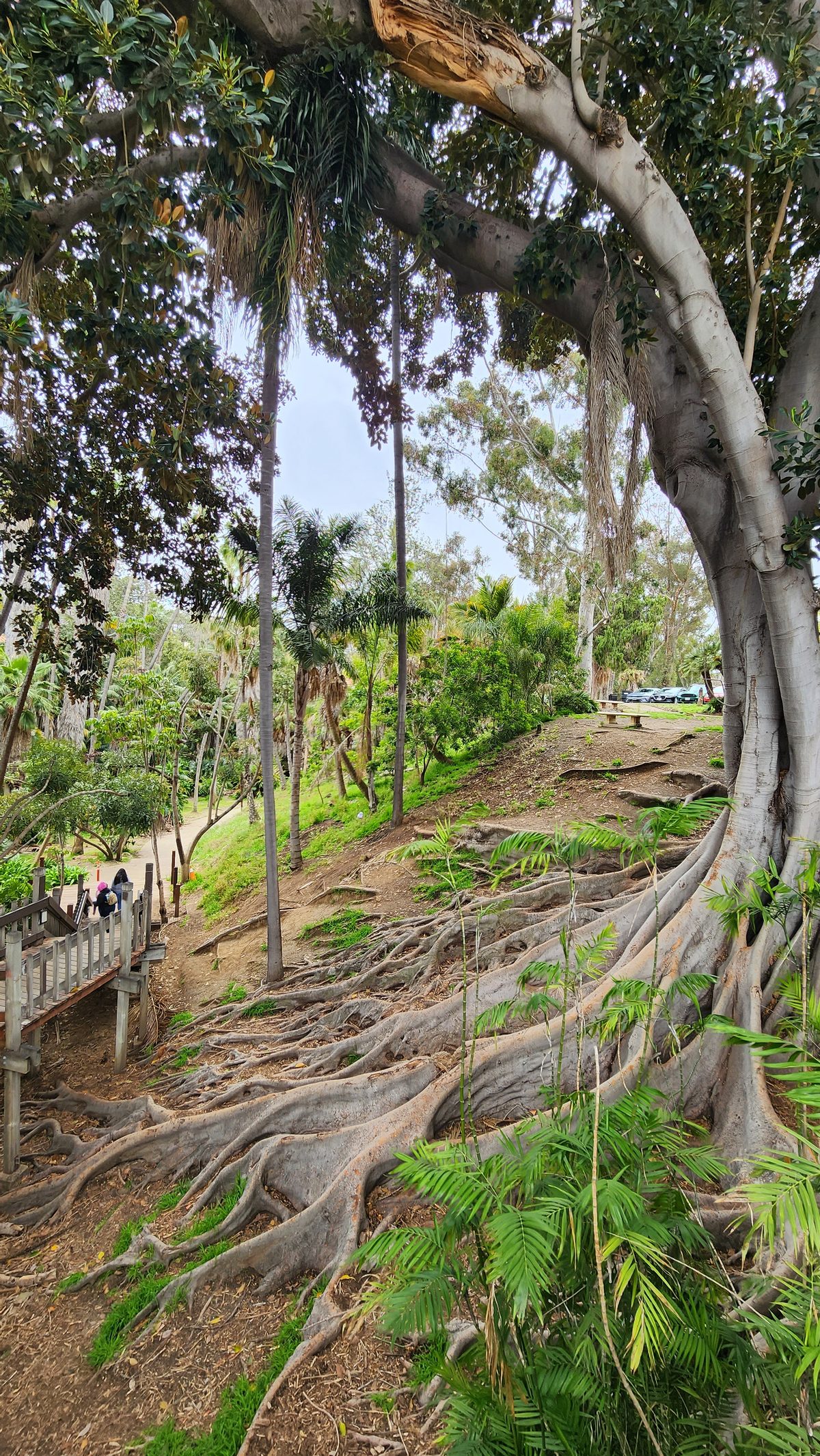 The twisting aerial roots and canopy of a giant fig tree