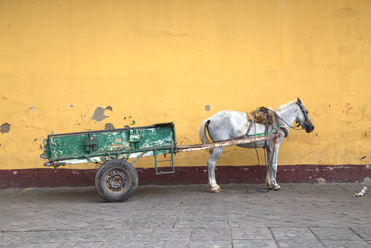 A white horse in harness stands hitched to a weathered green cart in front of a peeling yellow wall on a cobbled street.