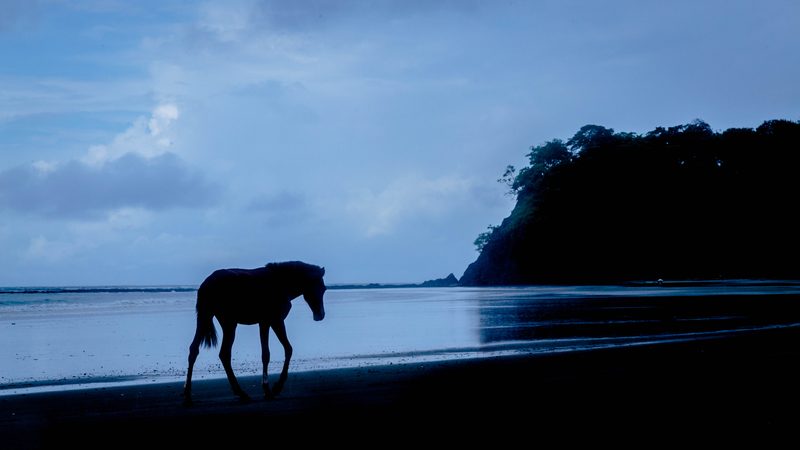 Silhouette of a horse walking along a beach at blue hour with a wooded headland behind