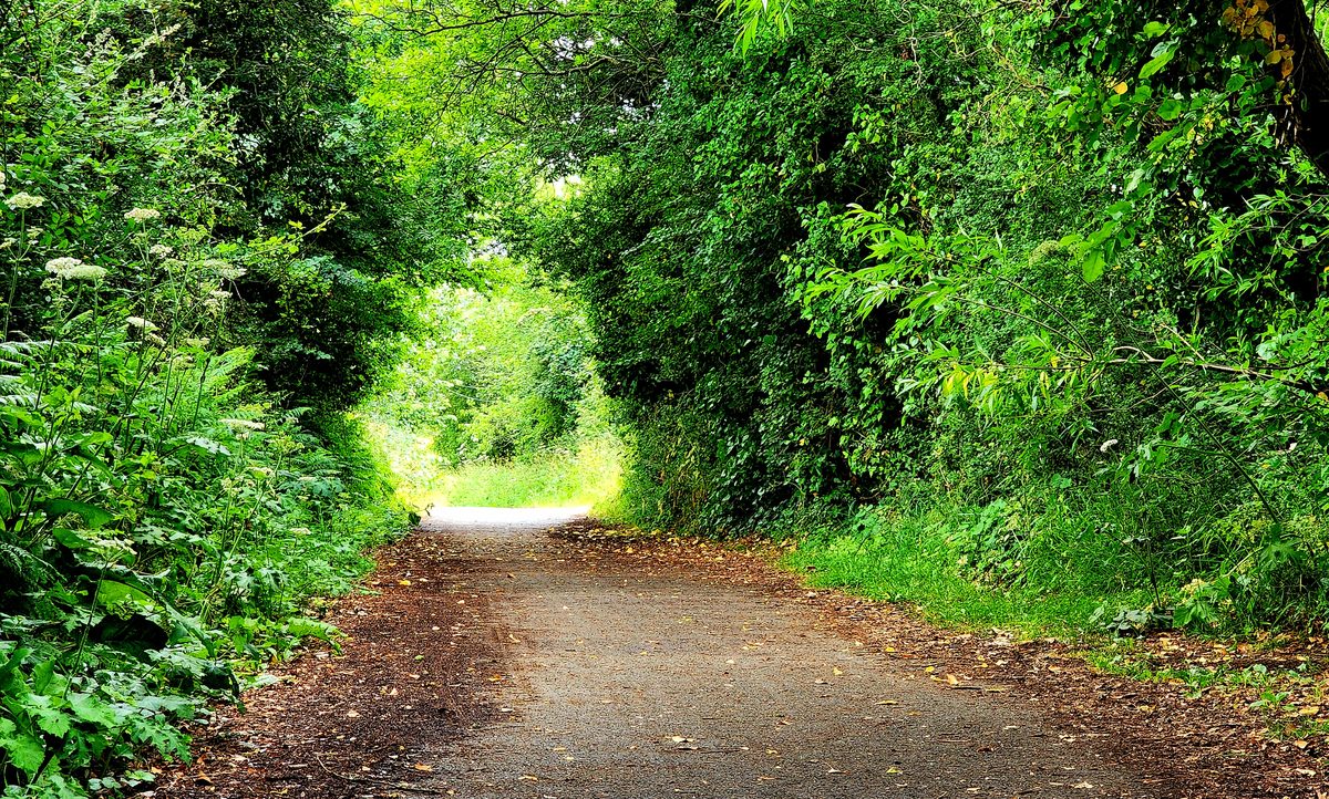 A country lane running through a tunnel of green trees on the Isle of Wight