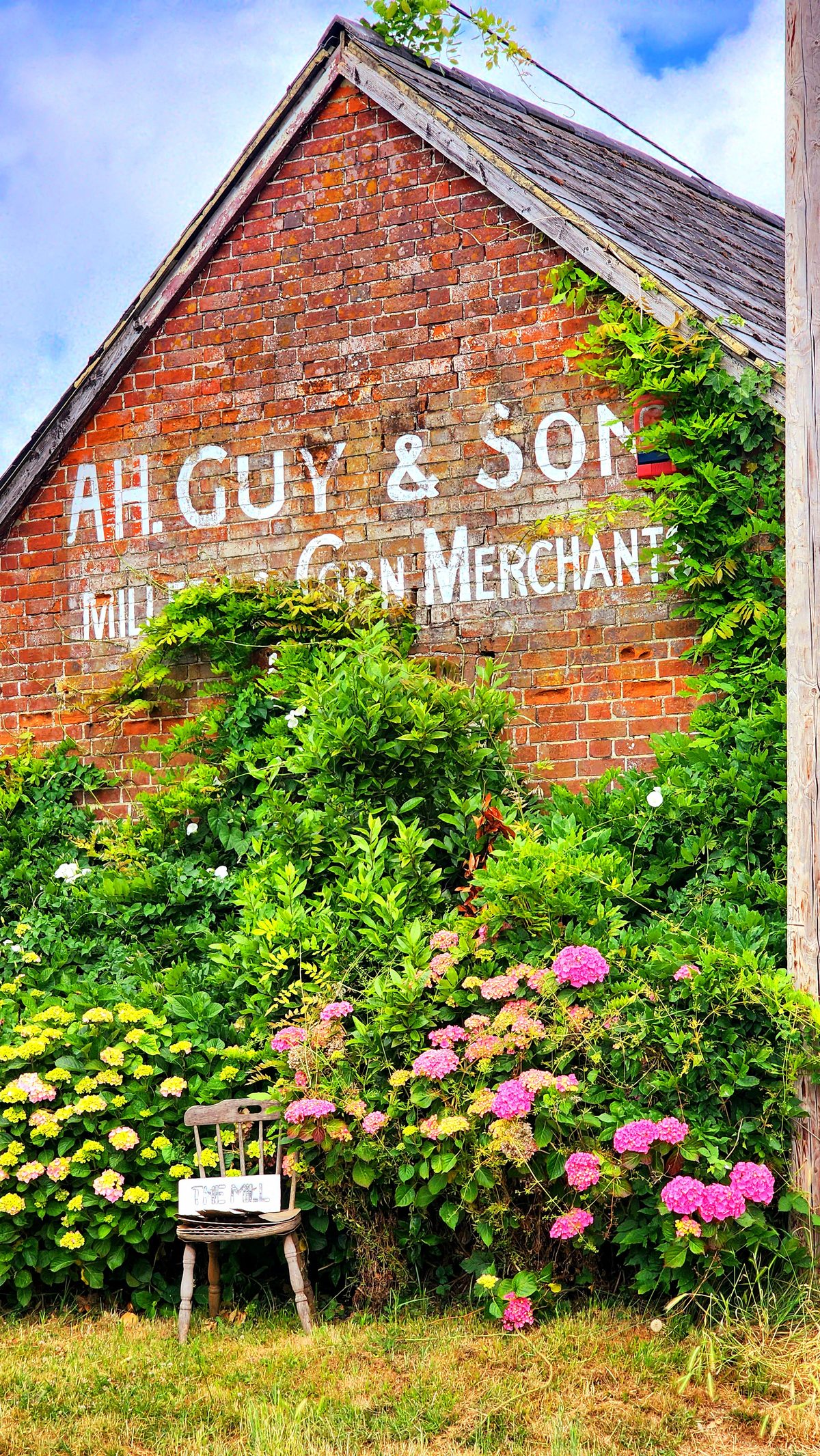 An old brick merchant building covered in ivy and hydrangeas
