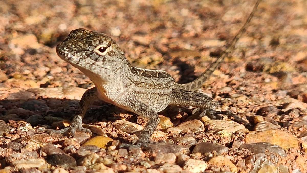 A small striped lizard on sandy gravel in warm morning light