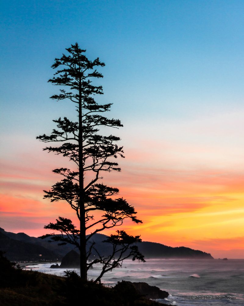 Silhouette of a tall lone tree against an orange and pink sunset over a rocky coast