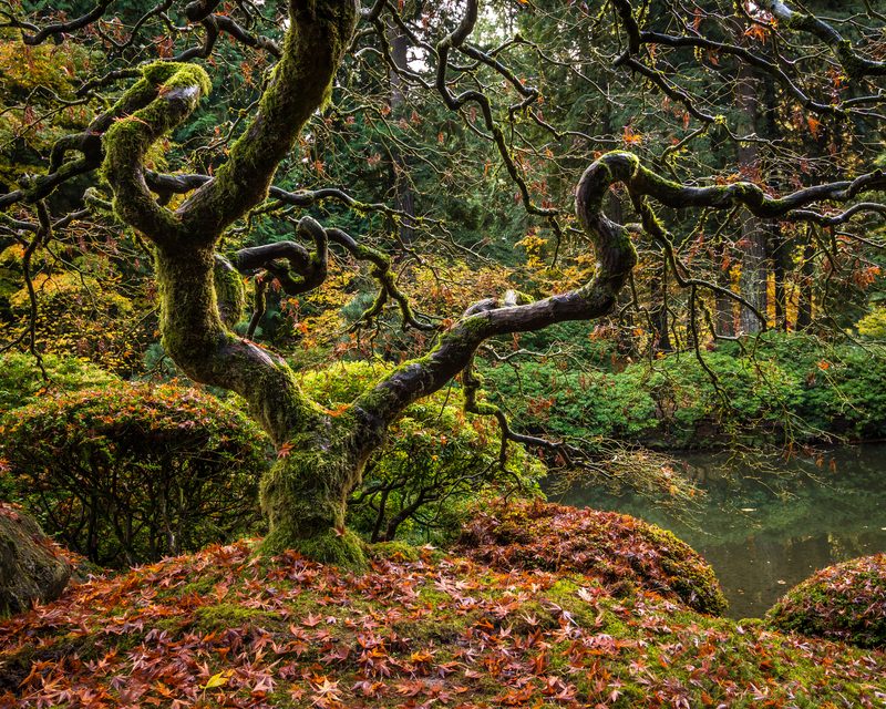 A twisted, moss-covered Japanese maple arches over red fallen leaves beside a garden pond.
