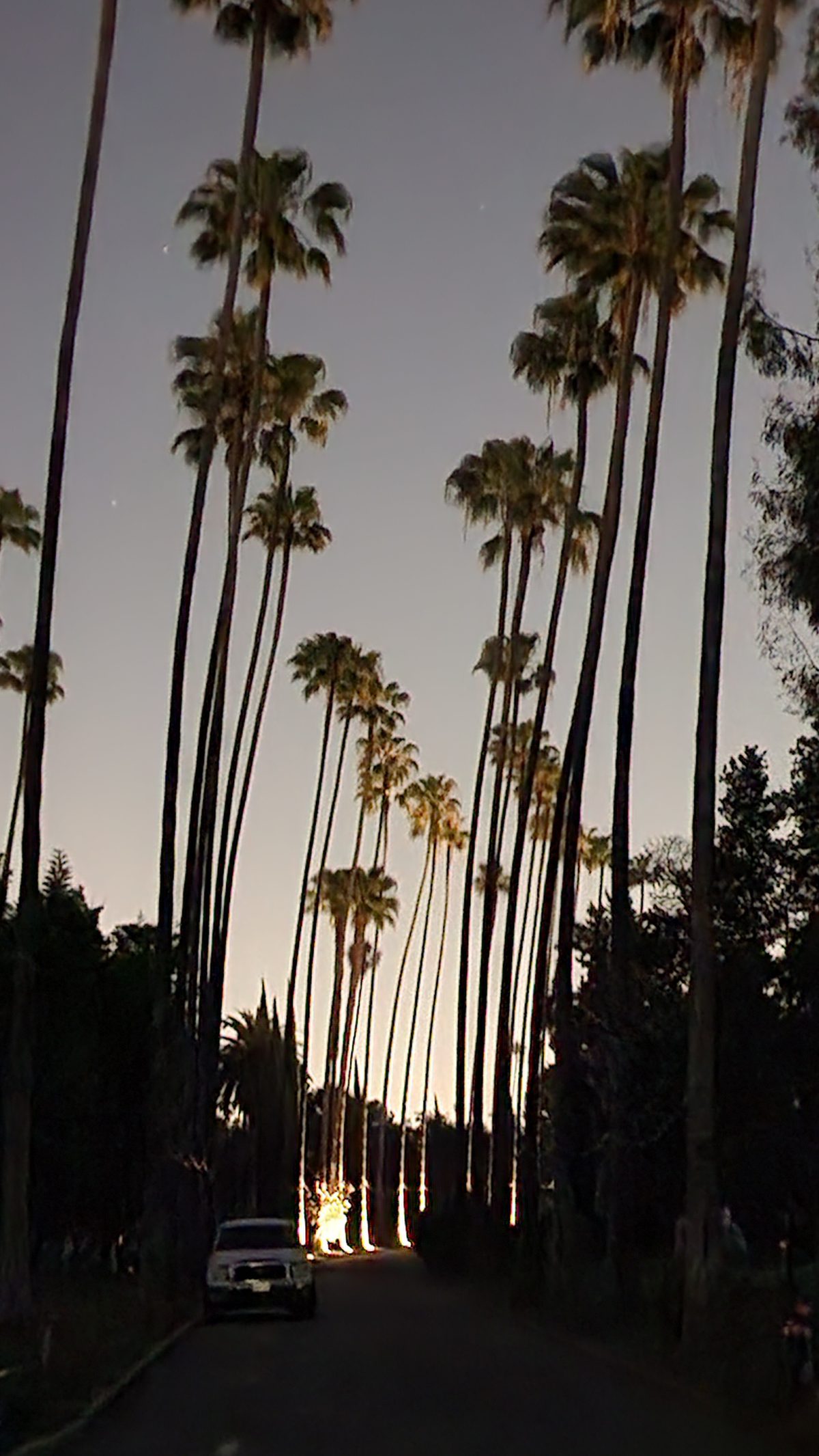 Tall palm trees lining a quiet street at dusk