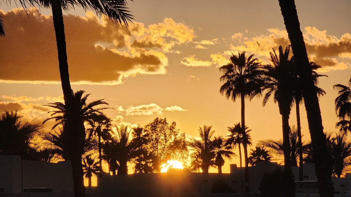 Palm tree silhouettes against a golden California sunset