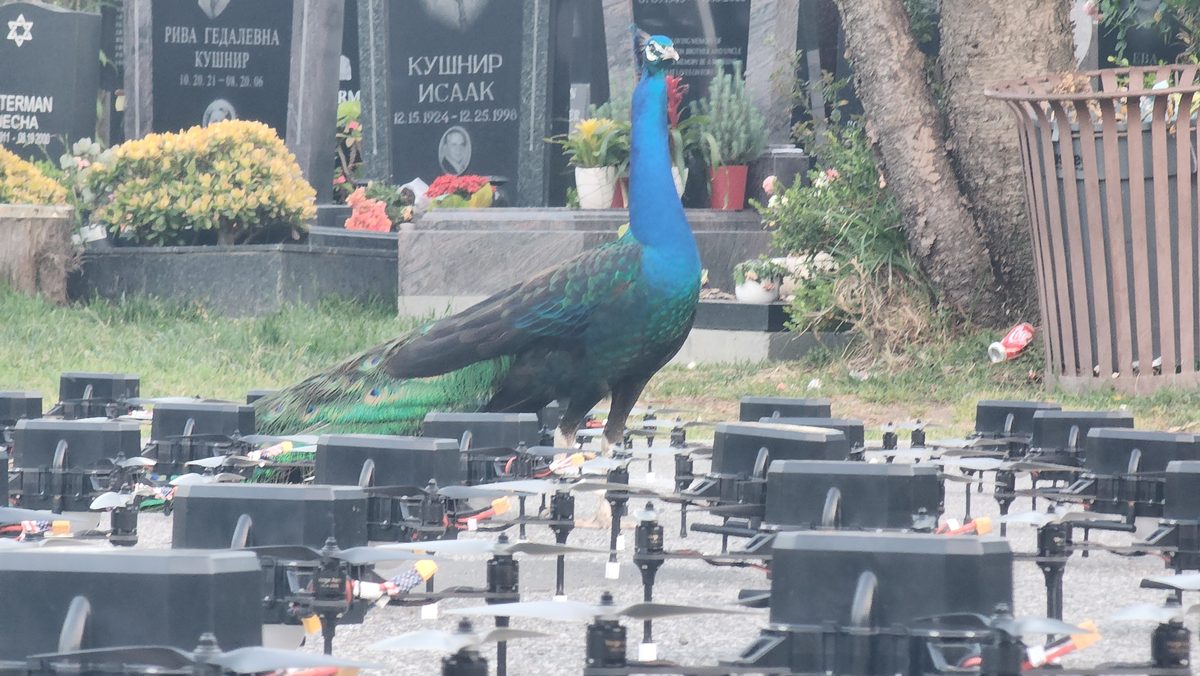 A peacock walking through rows of show drones on a lawn