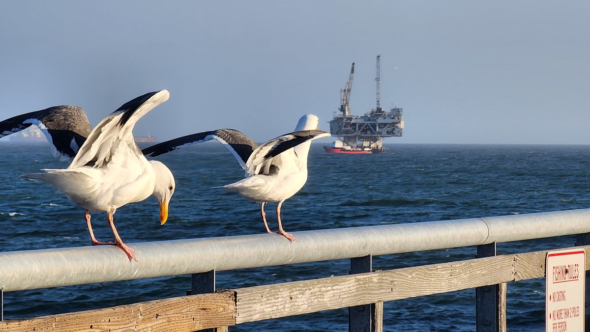 Two pelicans with wings spread on a pier railing above the ocean