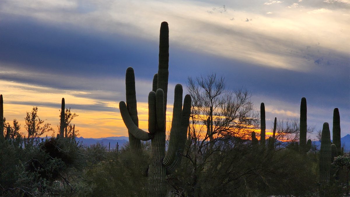 Saguaro cactus silhouettes against a fiery Arizona sunset