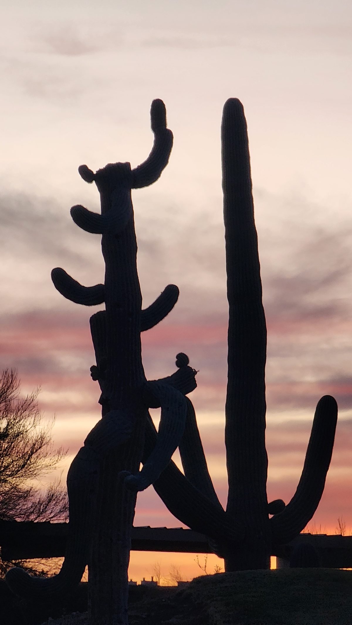 A tall saguaro cactus silhouetted against a pastel dusk sky