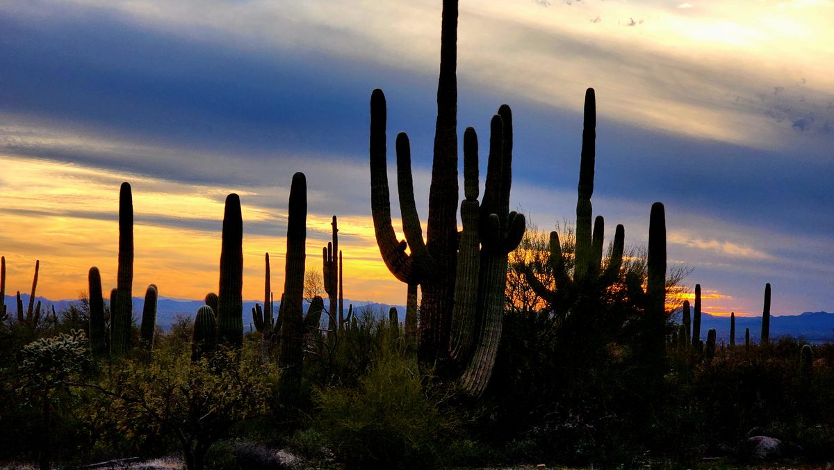 Saguaro cacti and desert hills under a glowing dusk sky in Arizona