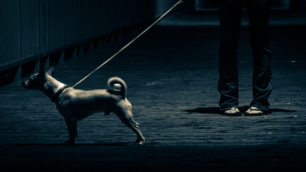 A small dog on a taut leash stands on a dark boardwalk beside a person's legs and sandals.