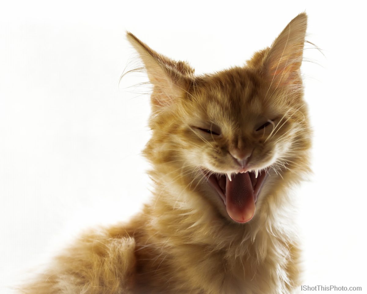 An orange kitten yawns wide, eyes shut and tongue out, against a plain white background.